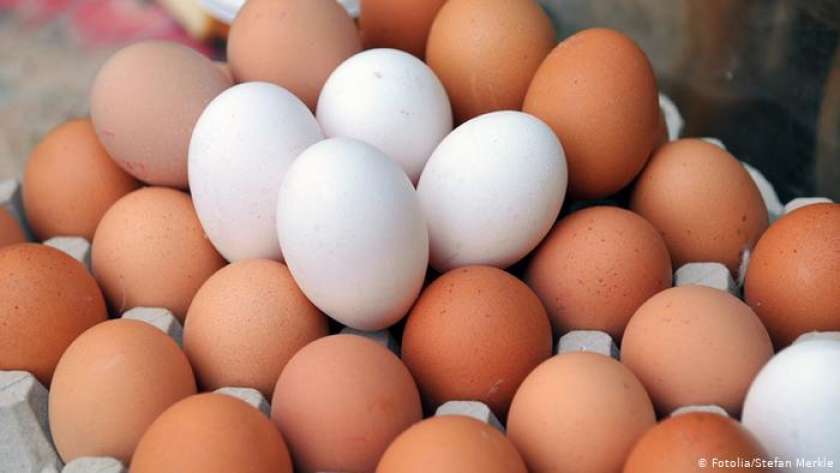 ثبات أسعار البيض في المحلات بالرغم من انخفاضها في المزارع