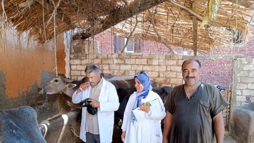 تحصين ورش الماشية في كفر الشيخ