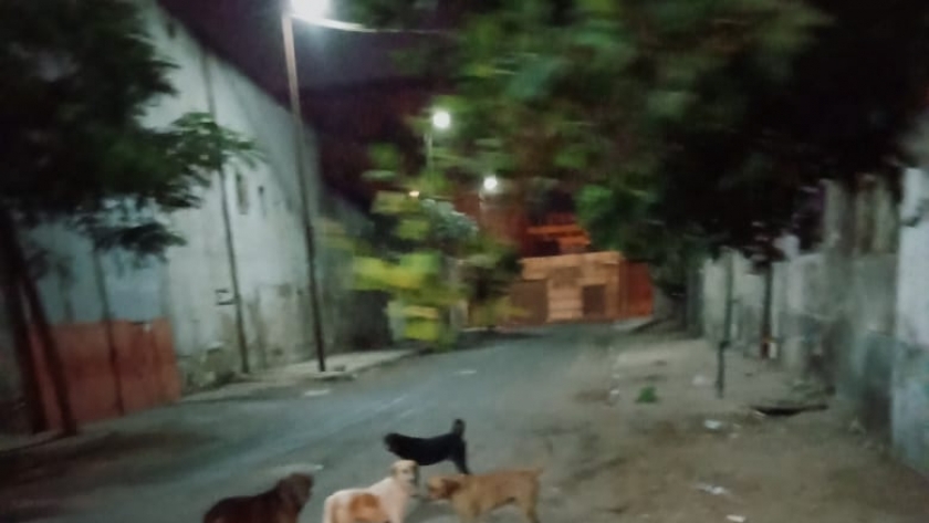 التخلص من 17 كلب ضال بشوارع حي الجمرك في الإسكندرية