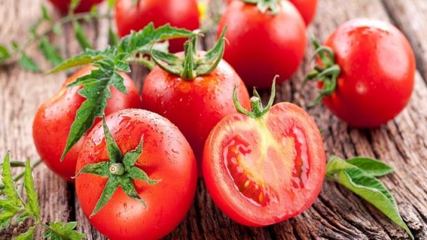 إنتاج غزير للطماطم في مصر