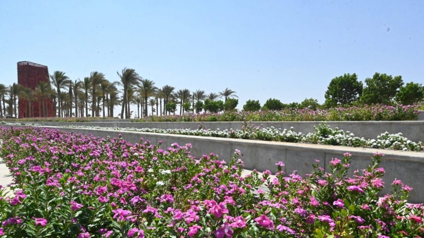 زراعة الأزهار والأشجار في العاصمة الإدارية