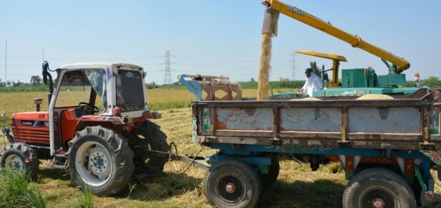 وزارة الرى تلجأ إلى زراعة الأرز بـ«التكثيف» بعد نجاح تجربة زراعة 100 فدان العام الماضى بالمحمودية