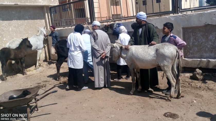 جامعة سوهاج تنظم قافلتها البيطرية المجانية لقرية أولاد اسماعيل بالمراغة 