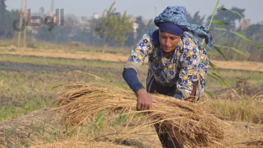 سيدة مصرية تعمل في أحد الحقول