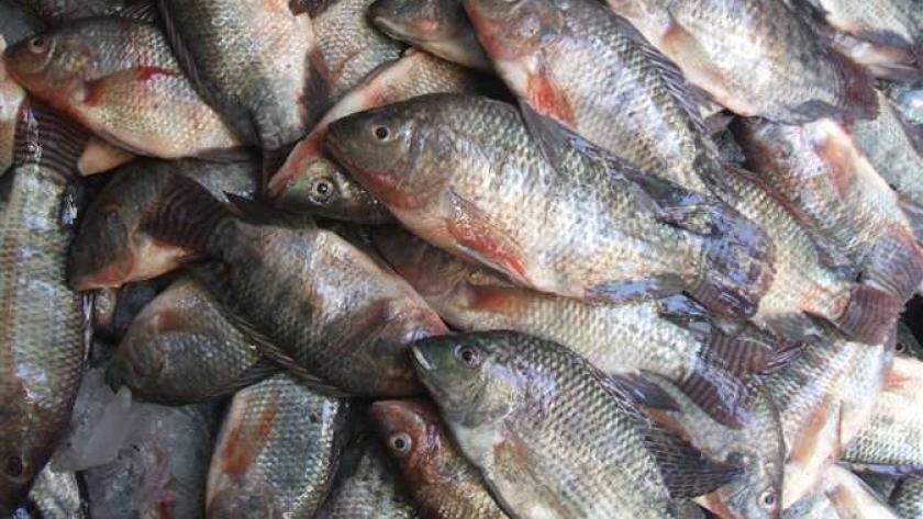 أسعار الأسماك اليوم 18–2-2019