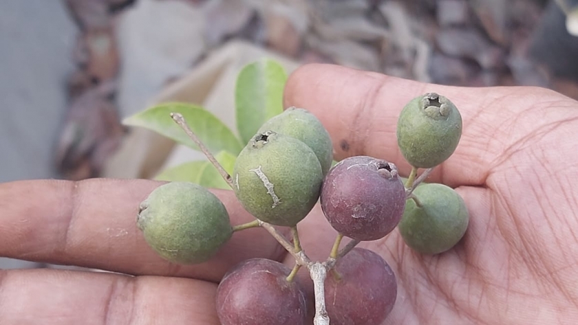 زراعة الجوافة الفرنسية