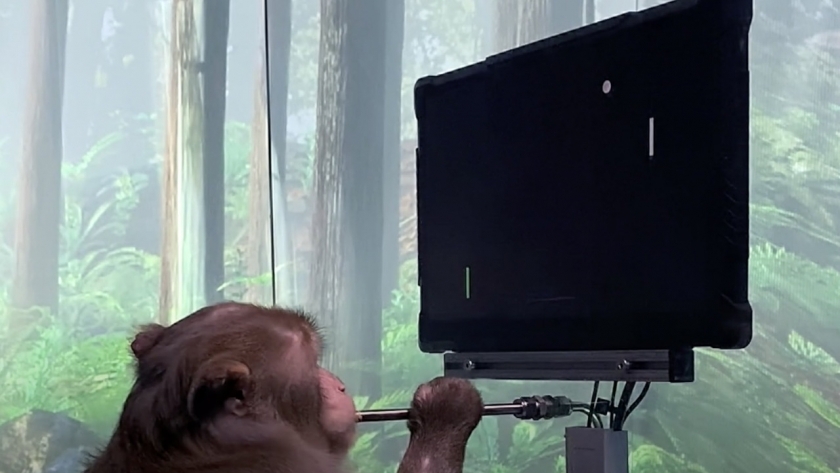 القرد بيجر يلعب بينج بونج بالتخاطر