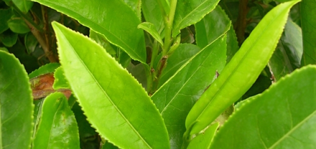 نبتة الشاي الأخضر