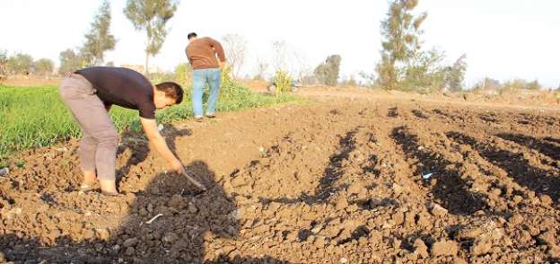 مزارعون أثناء زراعة البطاطس