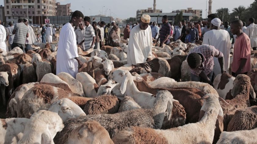 سودانيون يشترون أضاحي العيد