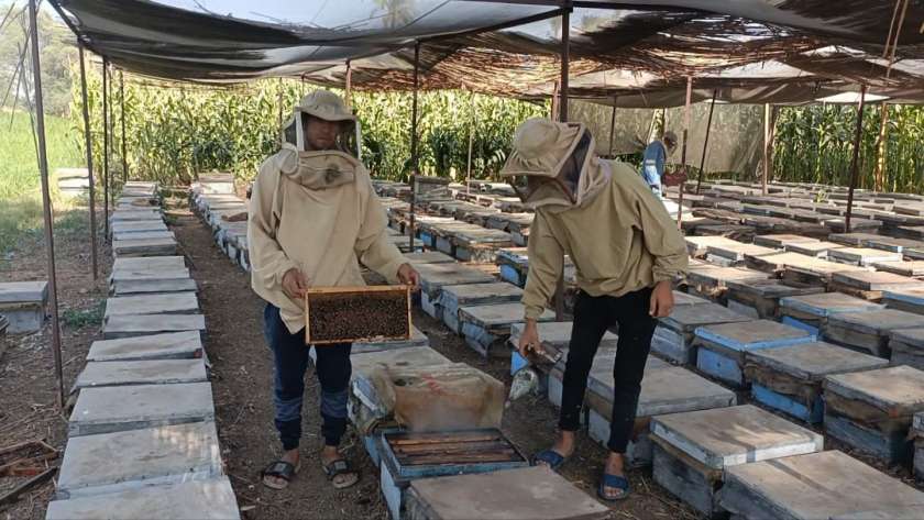 انتاج العسل بقرية السنارية بالمنيا