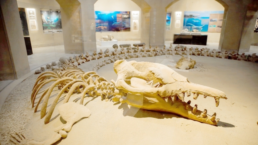 «وادي الحيتان».. تحتوي على بقايا حيوانات منقرضة وحيتان عاشت على الأرض منذ ملايين السنين