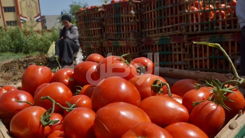 انخفاض أسعار الطماطم اليوم