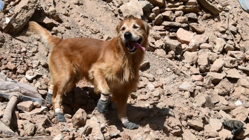 الكلب السويدي كيليان أثناء مشاركته في أعمال الإنقاذ بالمغرب