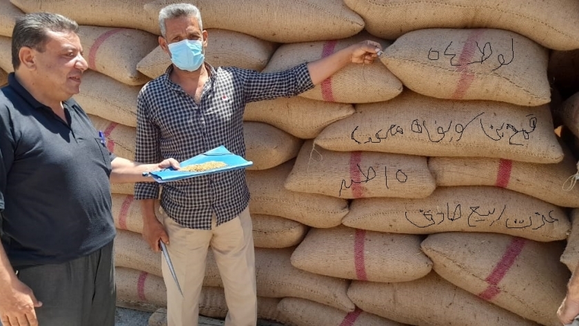 الزراعة تكثف الزيارات الميدانية على محطات التقاوي في محافظة الفيوم