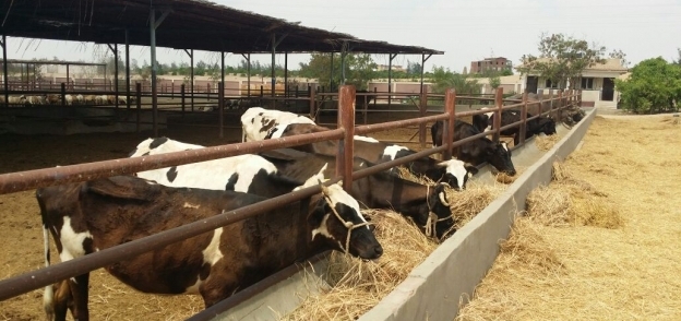 مزرعة أبقار