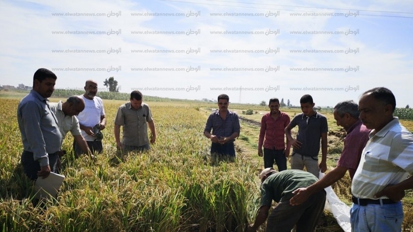 الإرشاد الزراعى بالبحيرة ينظم يوم حصاد لمحصول الأرز بمركز دمنهور