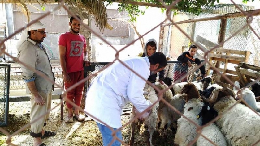 بيطري الشرقية يُحصن 35 ألف رأس ماشية ضد إلتهاب الجلد العقدي