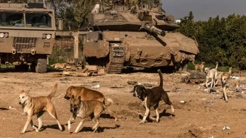 كلاب ضالة في قطاع غزة