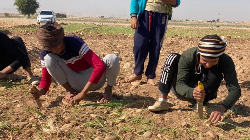 مزارعو البصل في سوهاج يطالبون بقرية بضائع ومحطات فرز