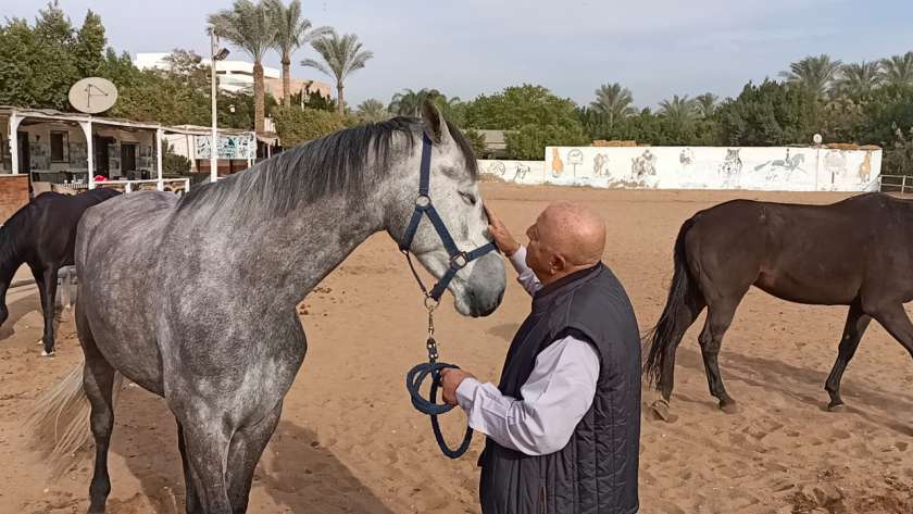 الوورم بلود أضخم وأقوى حصان في مصر