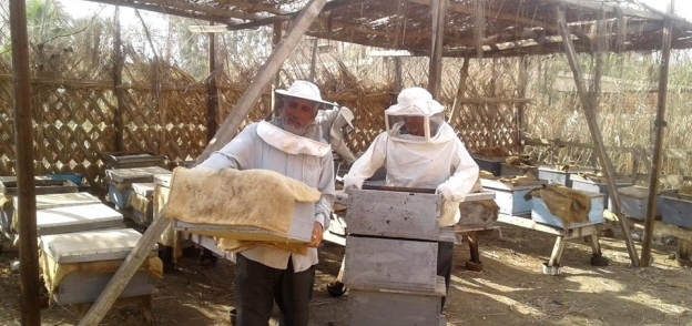 جمع النحل