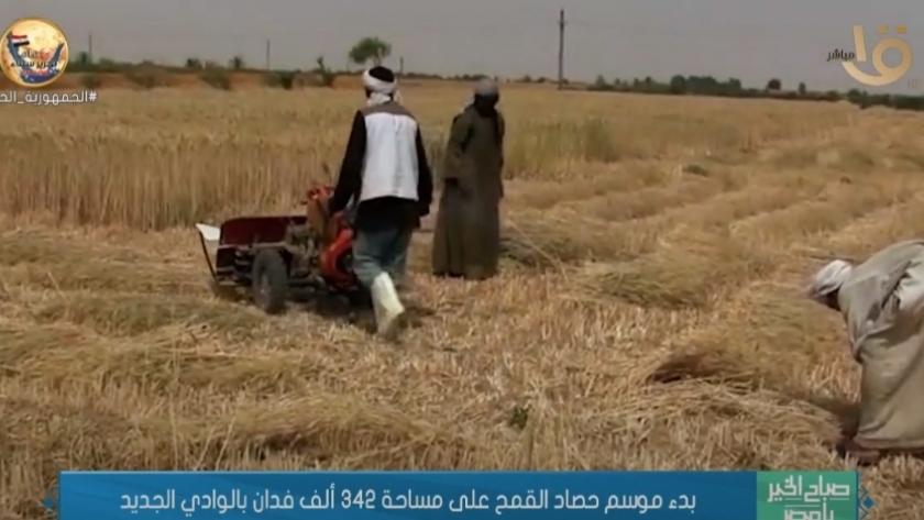 حصاد القمح في محافظة الوادي الجديد