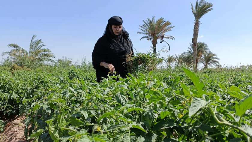 الست ألمظ أبو السعود أثناء عملها في الأرض الزراعية