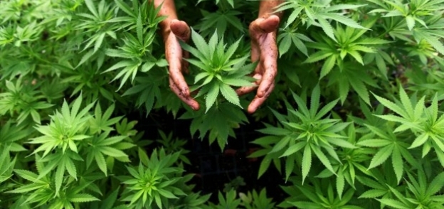نبات ماريجوانا المخدر