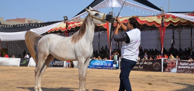 خيول عربية