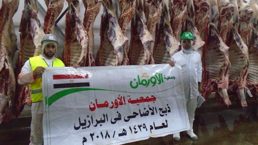 "الأورمان" تستعد لتوزيع ٧١٥ عجل من اللحوم البلدية فى قرى محافظة سوهاج