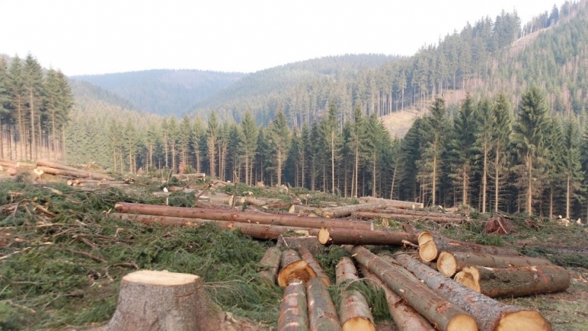 قطع الغابات يهدد بتفاقم تغير المناخ وفقدان التنوع البيولوجي