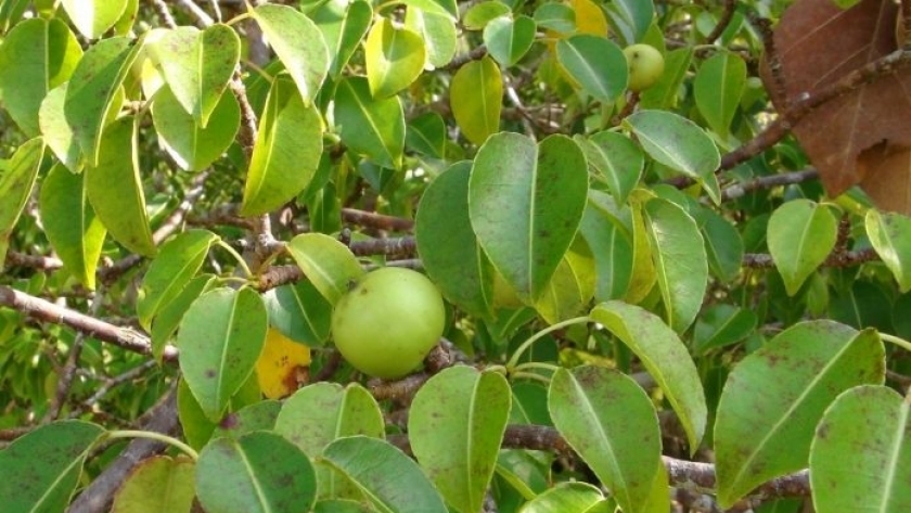 أشجار التفاح الأكثر تأثرا بالنيماتودا