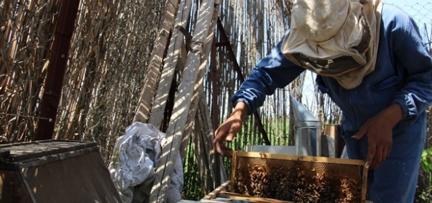 تجارة وإنتاج النحل يواجهان مشاكل عديدة