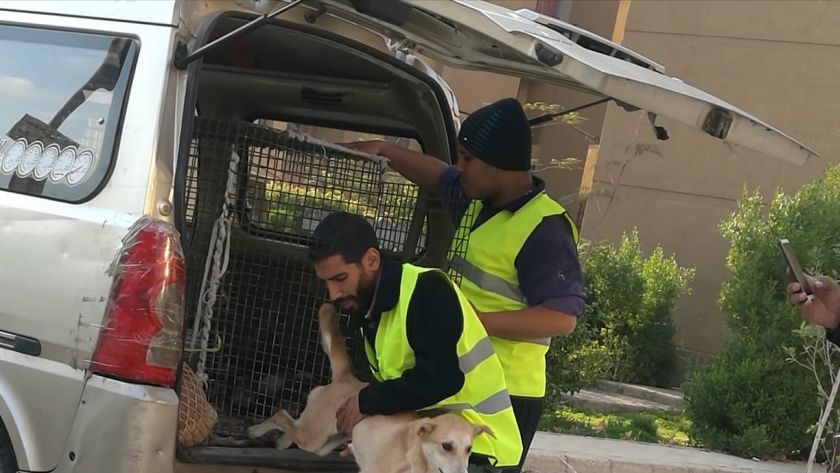 نشطاء يحاولون إنقاذ الكلاب الضالة
