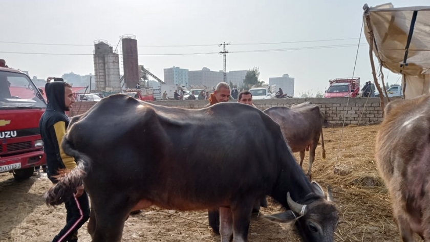 ماشية في كفر الشيخ