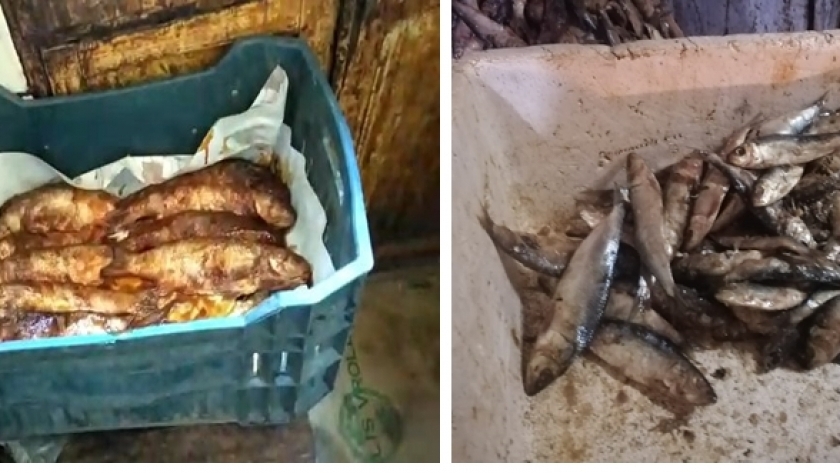  حملة تموينية مكبرة استهدفت مخالفات محال بيع الأسماك بالإسكندرية 