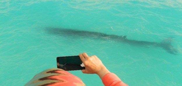 ملتقط أول صور لحوت الساحل الشمالي لـ"الوطن": ظهر 4 مرات خلال يوم واحد