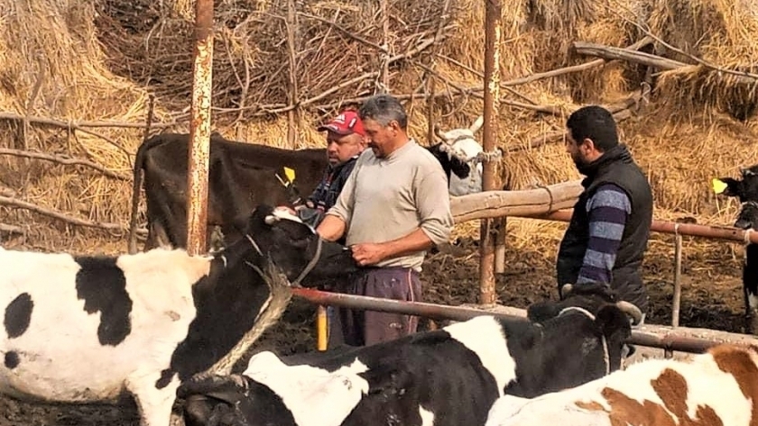 تحصين الماشية ضد الأمراض المعدية