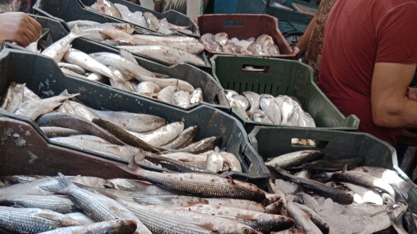 أسعار الأسماك اليوم