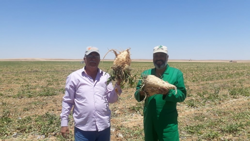 استمرار حصاد البنجر في مشروع غرب المنيا وتوريد 60 ألف طن لمصانع السكر