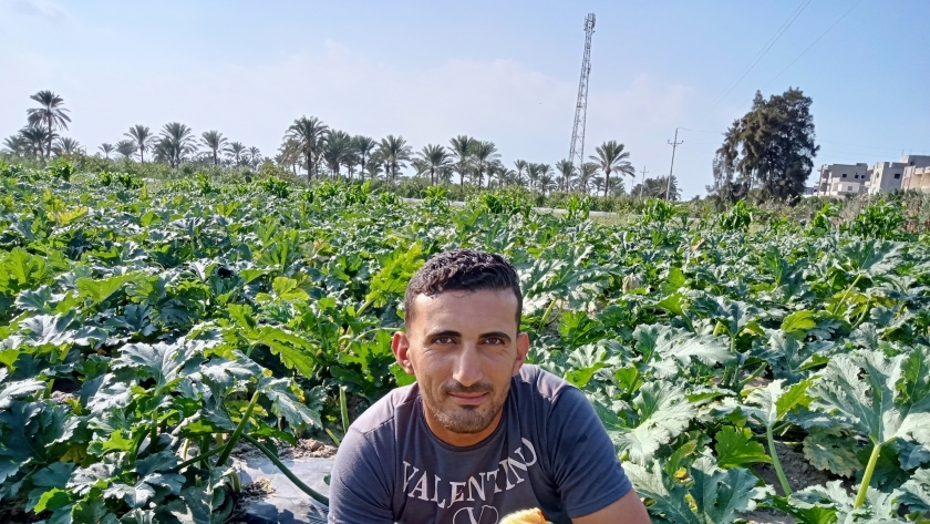 محاصيل الخضروات في كفر الشيخ