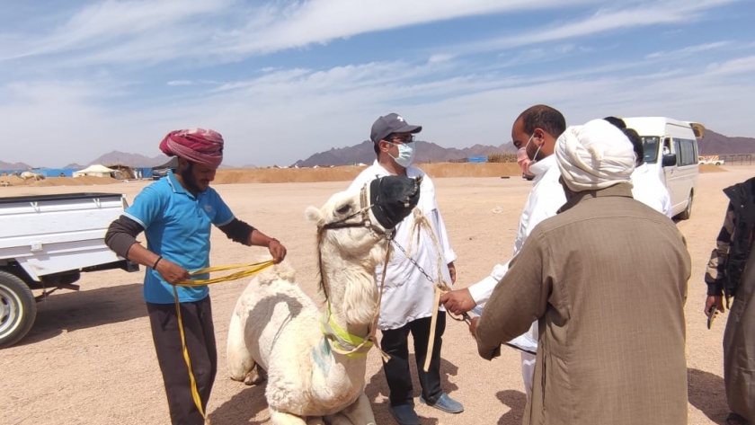 قافلة بيطرية مجانية جنوب سيناء تفحص الهجن بمضمار شرم الشيخ