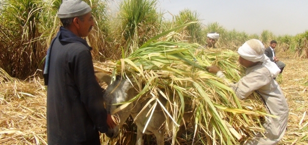 المزارعون يهددون بالامتناع عن توريد محصول القصب لمصانع السكر
