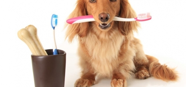 جلسات لتنظيف أسنان الكلاب