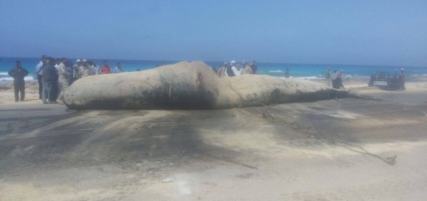 بالصور| إجراءات الدفن الآمن لـ"الحوت النافق"  في مرسى مطروح