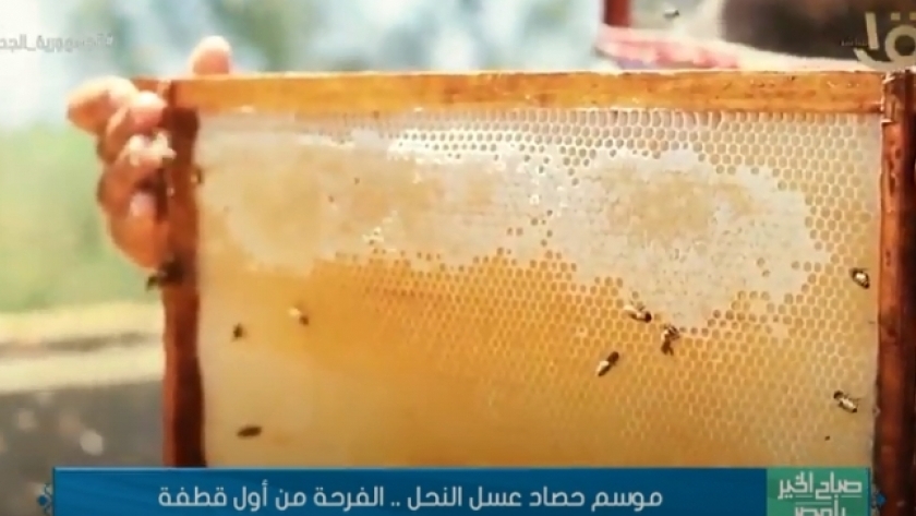 إنتاج عسل النحل