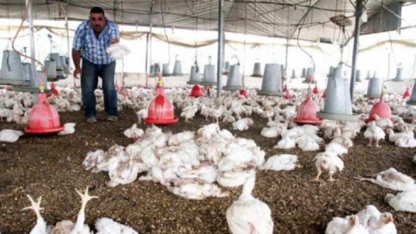 الصين تسجل أول إصابة بشرية بإنفلونزا الطيور