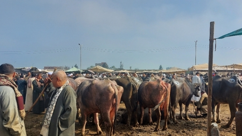 أسعار اللحوم في سوق المواشي