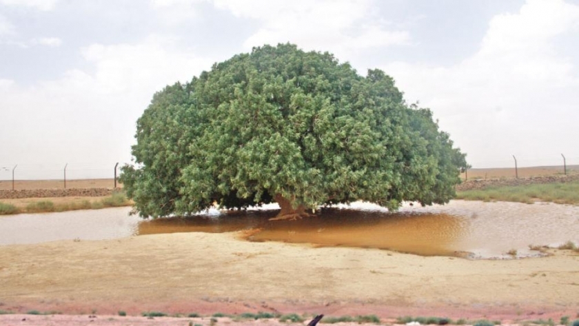 الشجرة التي استظل بها النبي محمد